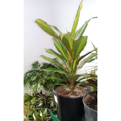 Cordyline fructicosa (الكوردلين) 2
