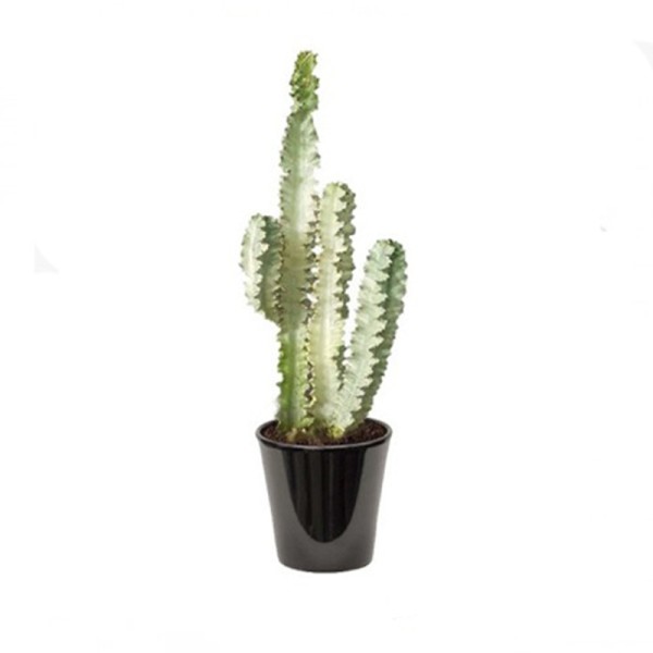 euphorbia Erythrea Variegatum (صبار الشمعدان)