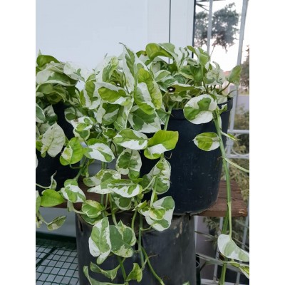 Pothos (البوتس الملون )